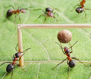 如果蚂蚁也能踢足球-WorldLiveBall